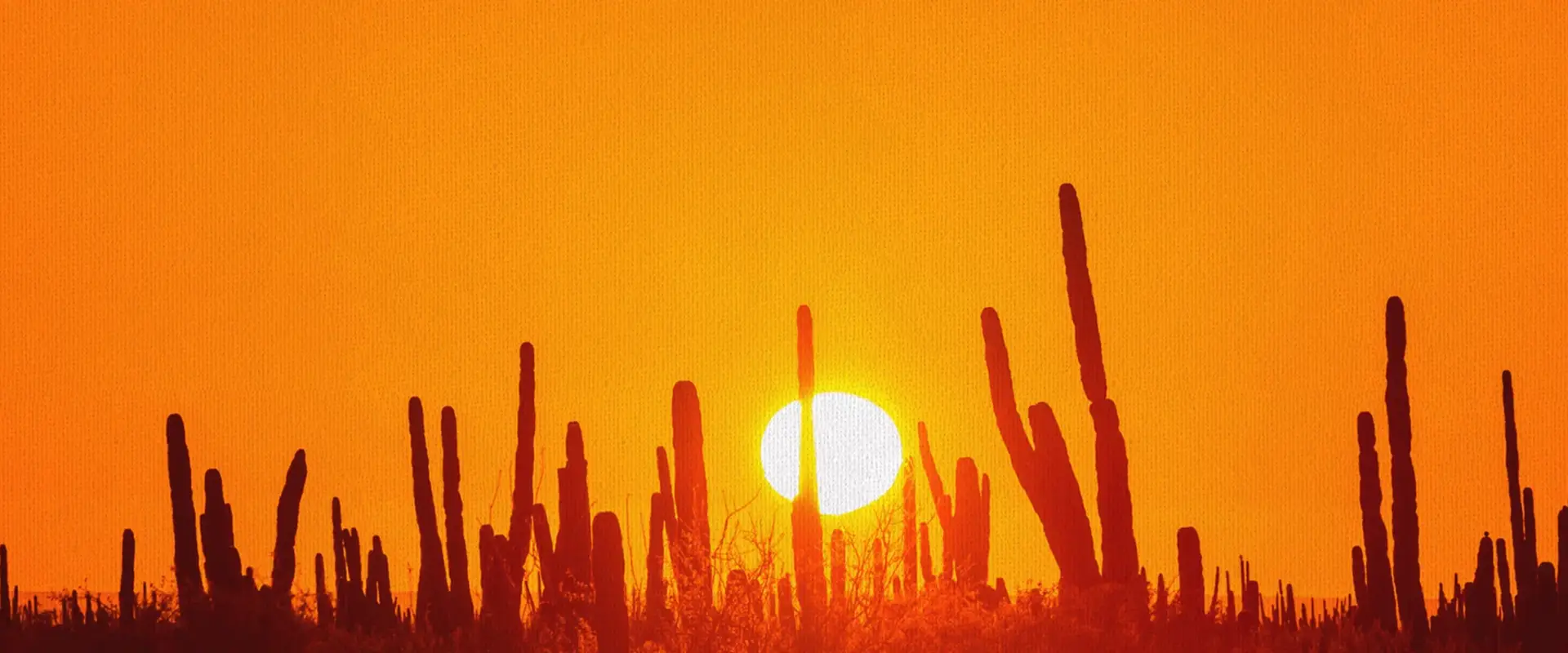 Mexican cactus landscape